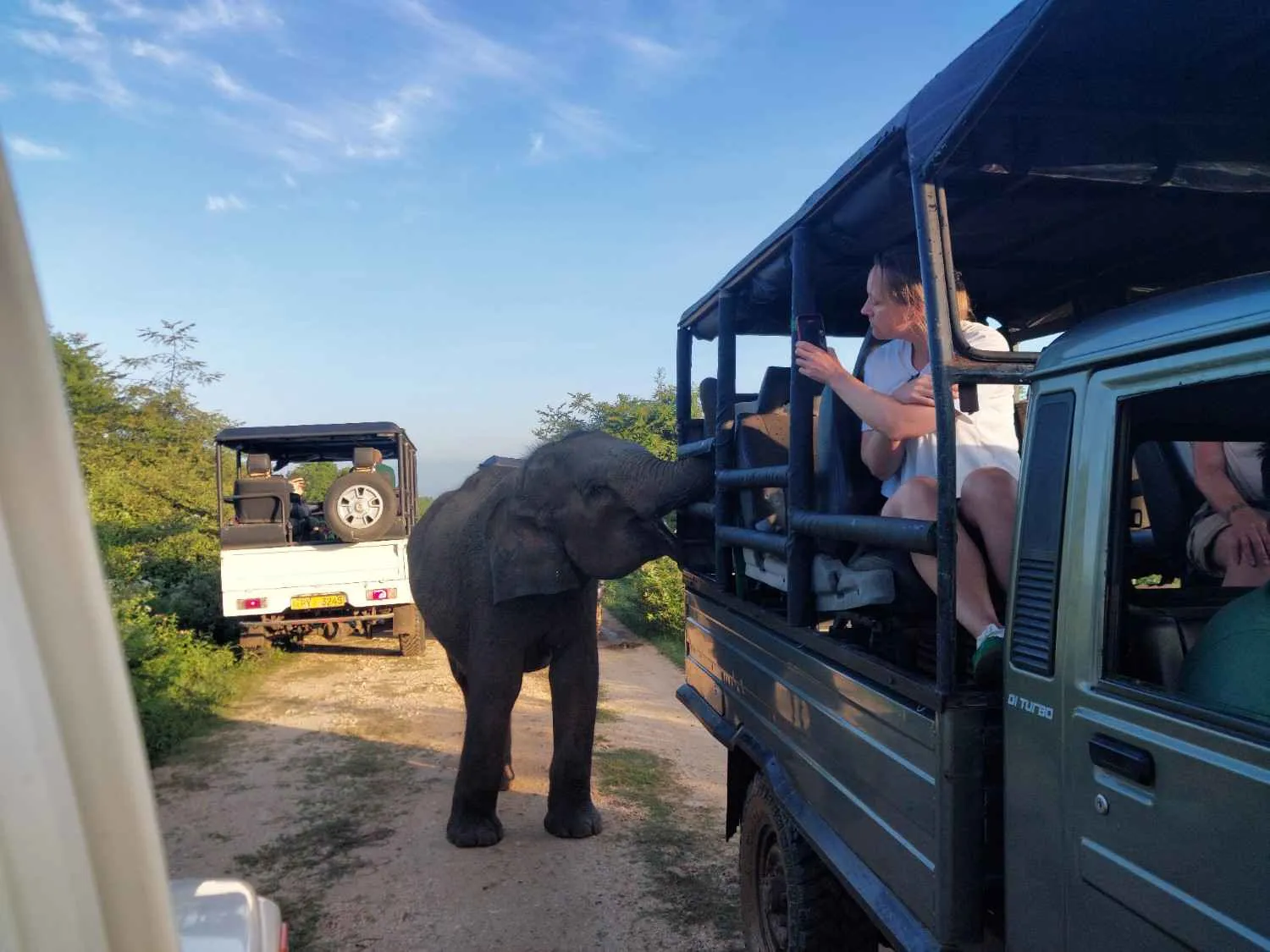 Udawalawe vs Yala: Why Udawalawe is the Best Ethical Safari Choice in 2026
