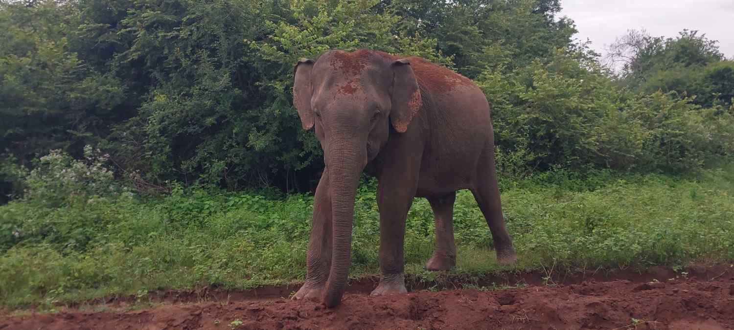 A Guide to Udawalawes Elephants